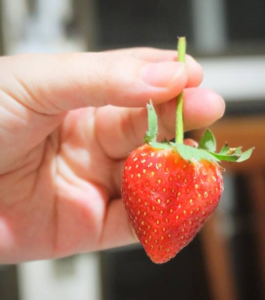 istock Hand Holding A Fresh and Sweet Strawberry 839852868