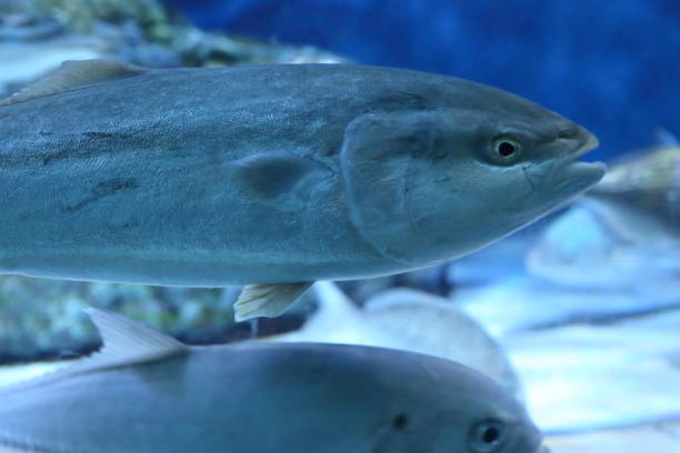 istock Japanese amberjack or Five-ray yellowtail (Seriola quinqueradiata) in Japan 839853676