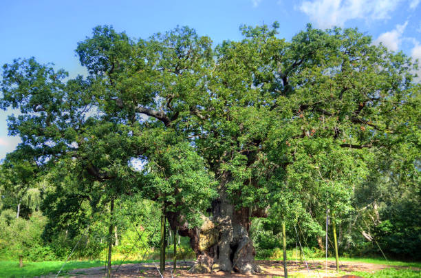 istock Major Oak, Sherwood Forest, Nottinghamshire 839856398
