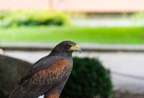 istock Golden eagle bird of prey 839857386