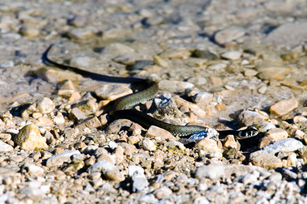 couleuvre à collier (natrix natrix) - dead body photos et images de collection