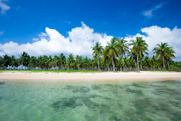 istock tropical beach with palm trees and blue lagoon 839864648