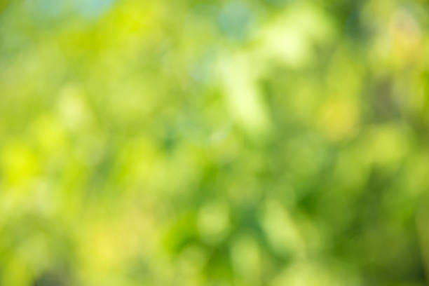 istock Natural green a blurred background 839864760