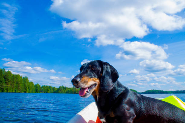 istock Dachshund in a boat 839864894