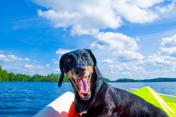 Black dachshund yawning in a boat on a lake