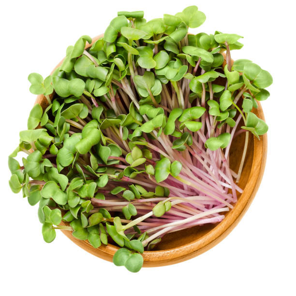China Rose radish sprouts in wooden bowl China Rose radish sprouts in wooden bowl. Cotyledons of Raphanus sativus. Chinese winter radish leaves with rose colored skin. Vegetable. Microgreen. Macro food photo close up from above over white. rosa chinensis stock pictures, royalty-free photos & images