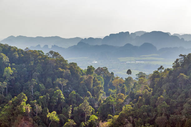 landscape tropical green jungle and blue sky landscape tropical Papua New Guinea stock pictures, royalty-free photos & images