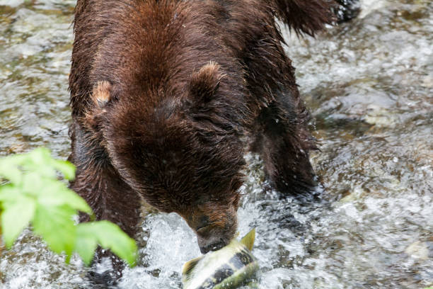 浅海魚クリーク野生動物観察サイト hyder アラスカでサーモン ピンクのクマ狩り - bear salmon alaska cub ストックフォトと画像