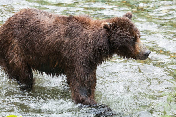 浅海魚クリーク野生動物観察サイト hyder アラスカでサーモン ピンクのクマ狩り - bear salmon alaska cub ストックフォトと画像