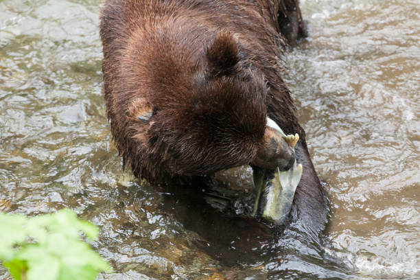 浅海魚クリーク野生動物観察サイト hyder アラスカでサーモン ピンクのクマ狩り - bear salmon alaska cub ストックフォトと画像