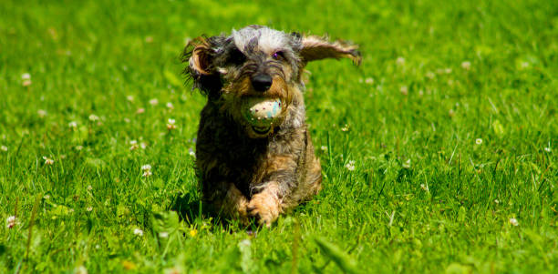 Dachshund running Grey dachshund running happily with a ball finnish hound stock pictures, royalty-free photos & images