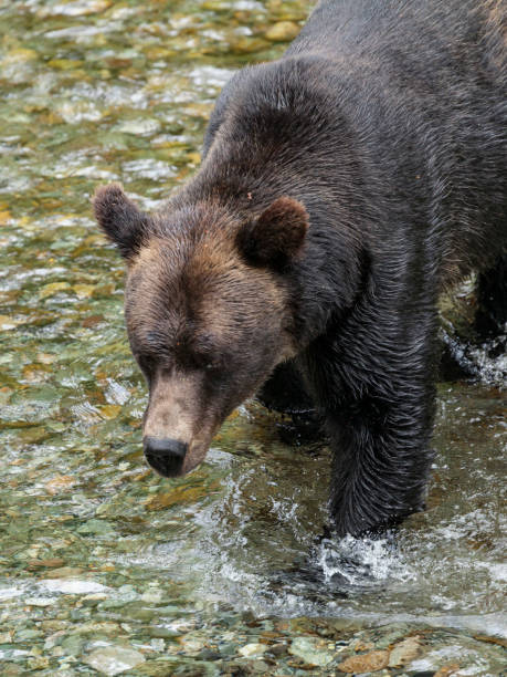 浅海魚クリーク野生動物観察サイト hyder アラスカでサーモン ピンクのクマ狩り - bear salmon alaska cub ストックフォトと画像