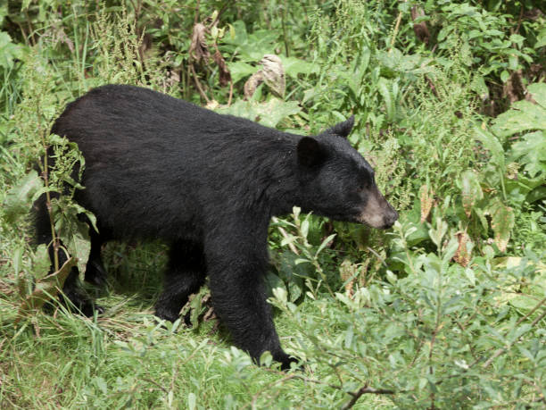 若い黒クマ用心してフィッシュ クリーク野生動物観察サイト hyder アラスカにサーモン ピンクを捜す途中サーモン川のアプローチします。 - bear salmon alaska cub ストックフォトと画像