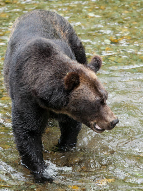 浅海魚クリーク野生動物観察サイト hyder アラスカでサーモン ピンクのクマ狩り - bear salmon alaska cub ストックフォトと画像