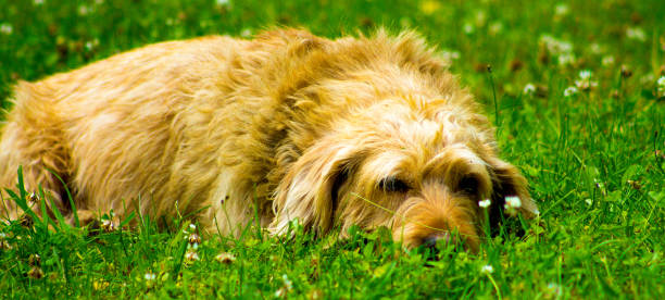 Dog relaxing A golden dog relaxing and laying on grass finnish hound stock pictures, royalty-free photos & images