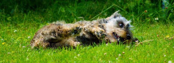 Dachshund playing A grey dachshund playing in the garden finnish hound stock pictures, royalty-free photos & images
