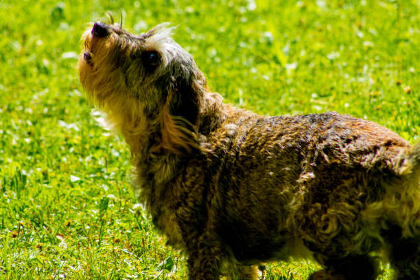 Dachshund looking up Grey dachshund looking up in a garden finnish hound stock pictures, royalty-free photos & images