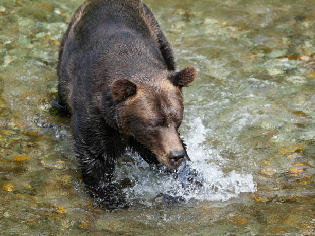 浅海魚クリーク野生動物観察サイト hyder アラスカでサーモン ピンクのクマ狩り - bear salmon alaska cub ストックフォトと画像