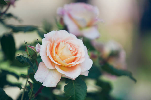 istock rose flowers on the bush 839872736