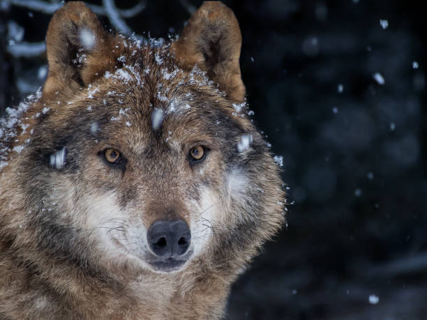 冬の森の雪の中でのイベリアオオカミ - red wolf ストックフォトと画像