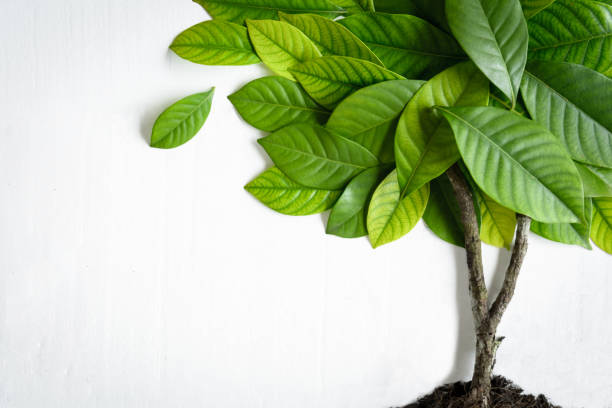 istock Flat lay green leaf on white wood background 839879130