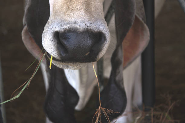 istock The cows are fed livestock 839886376