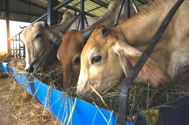 istock The cows are fed livestock 839886518