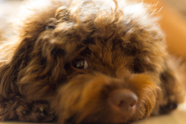 istock Close shot of Toy Poodle 839886614