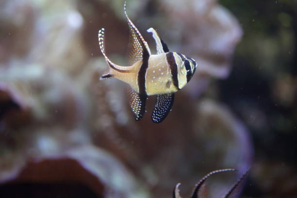 istock Banggai cardinalfish (Pterapogon kauderni) in Japan 839887484