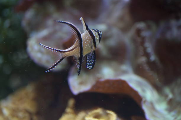 istock Banggai cardinalfish (Pterapogon kauderni) in Japan 839887486