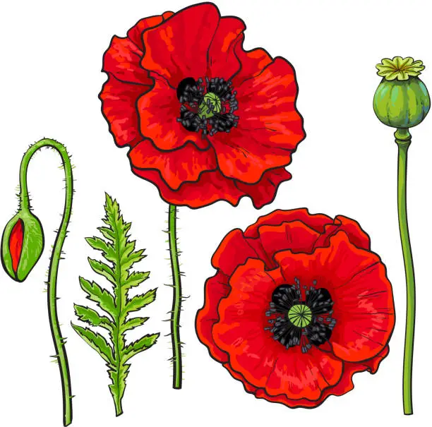 Vector illustration of Hand drawn set of red poppy flower, bud, pod, leaf