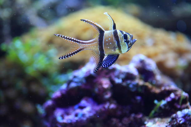 istock Banggai cardinalfish (Pterapogon kauderni) in Japan 839889960