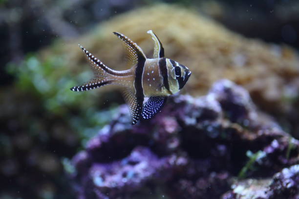 istock Banggai cardinalfish (Pterapogon kauderni) in Japan 839890218