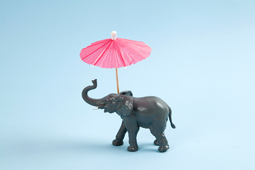 a plastic elephant with a red cocktail umbrella on a vibrant blue background. Minimal color still life photography