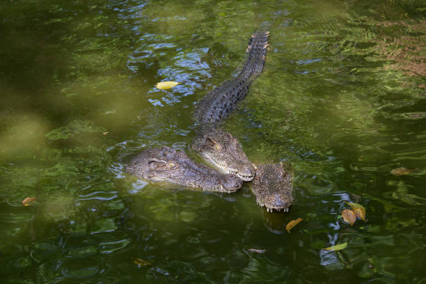 istock Crocodile in water. Close up 839893264