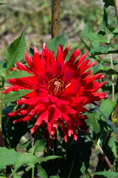 Bright red summer flower,Dahlia flowers