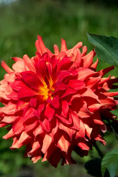 Bright red summer flower,Dahlia flowers
