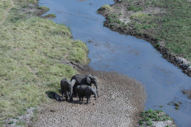 istock Group of elephants standing on river bed, protecting tiny baby elephant from sun. Baby elephant sleeping with green grass and river in background. Tarangire National Park, Tanzania, Africa 839894442