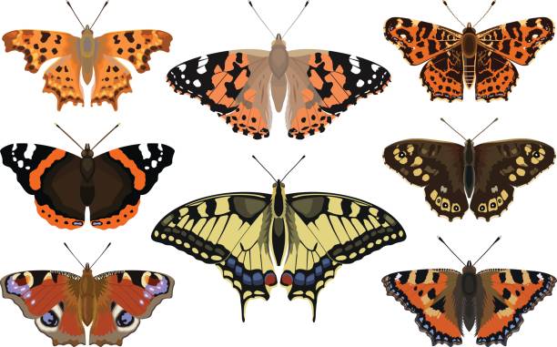 ilustrações, clipart, desenhos animados e ícones de borboleta - small tortoiseshell butterfly