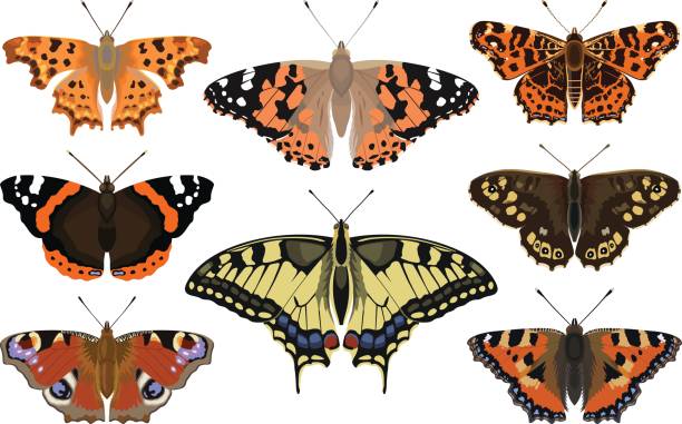 Butterfly Butterfly collection - vector color illustration vanessa atalanta stock illustrations