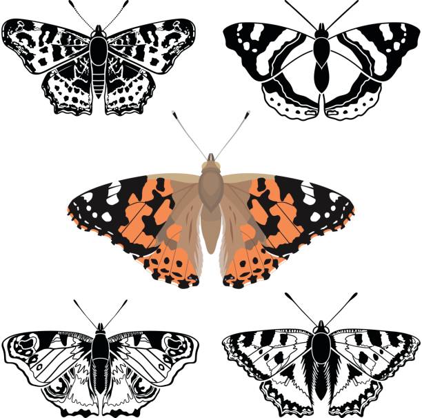 Butterfly Butterfly collection - vector silhouette and color illustration small tortoiseshell butterfly stock illustrations