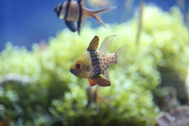 istock Pajama cardinalfish (Sphaeramia nematoptera) in Japan 839900212