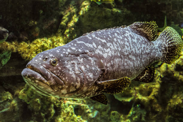 istock Underwater giant grouper fish closeup. Epinephelus itajara. 839900996