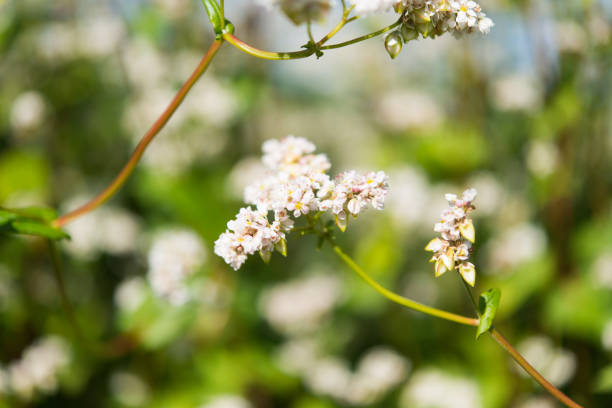 istock flowering buckwheat field 839904546