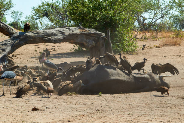 A group of vultures on a dead elephant stock photo
