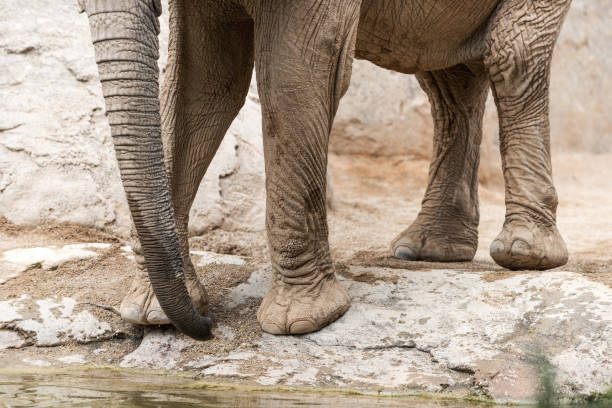 close-up de perna de elefante - safari animals elephant rear end animal nose - fotografias e filmes do acervo