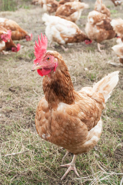 istock chicken in a Traditional free range poultry farming 839905314
