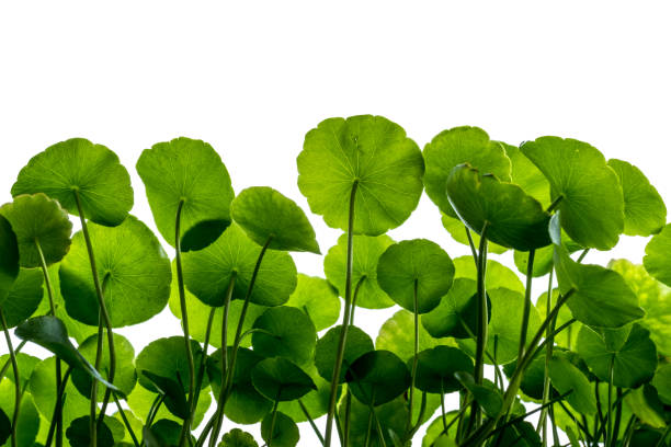 Asiatic pennywort isolated with white background. stock photo