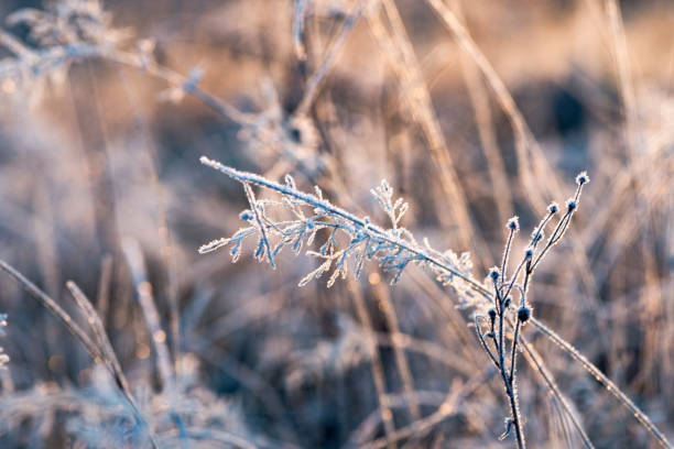 istock The first frost in the mountain forest 839907848