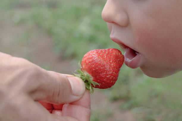 istock A man's hand gives a strawberry to a child 839913678